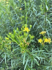 Hypericum densiflorum
