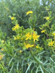 Hypericum densiflorum
