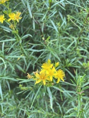 Hypericum densiflorum