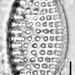 Tryblionella granulata - Photo (c) Lane Allen, μερικά δικαιώματα διατηρούνται (CC BY-NC), uploaded by Lane Allen