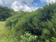 Hypericum densiflorum