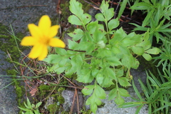Bidens ostruthioides