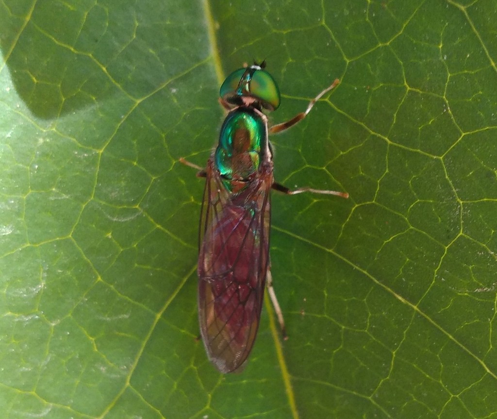 Sargus speciosus