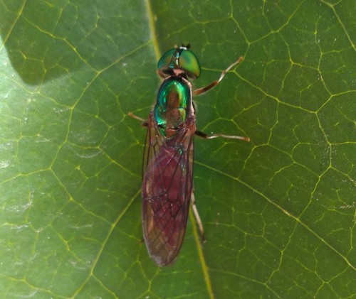 Sargus speciosus
