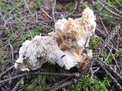 Hydnum rufescens