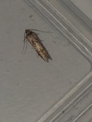 Blastobasis adustella