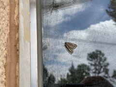 Carphoides incopriarius