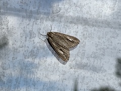 Carphoides incopriarius