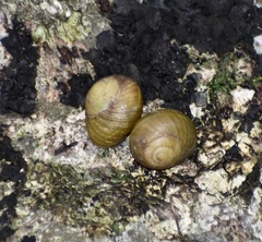 Coryda alauda strobilus