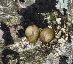 Coryda alauda strobilus