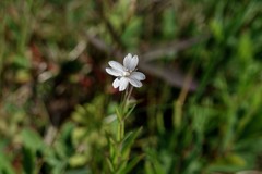 Epilobium strictum