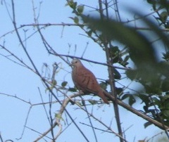 Columbina talpacoti