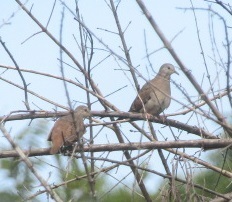 Columbina talpacoti