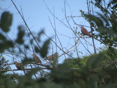 Columbina talpacoti