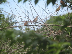 Columbina talpacoti