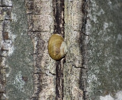 Coryda alauda strobilus