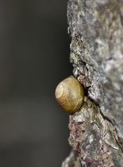 Coryda alauda strobilus