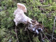 Hydnum rufescens
