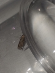 Blastobasis adustella