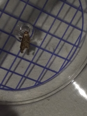 Blastobasis adustella