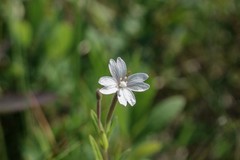 Epilobium strictum