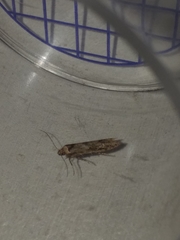 Blastobasis adustella