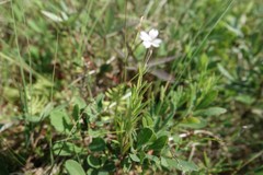 Epilobium strictum