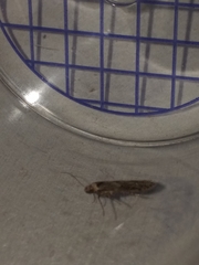 Blastobasis adustella