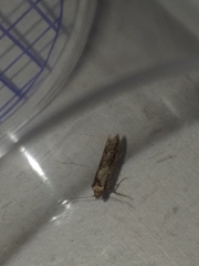 Blastobasis adustella