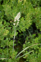 Stenanthium leimanthoides