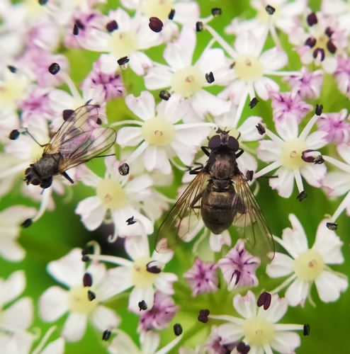 Cheilosia derasa