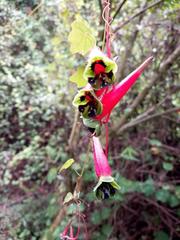Tropaeolum pubescens