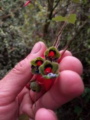 Tropaeolum pubescens