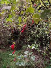 Tropaeolum pubescens