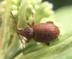 Otiorhynchus indefinitus