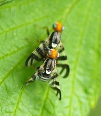 Rhagoletis striatella