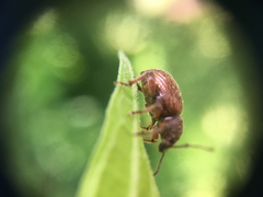 Otiorhynchus indefinitus