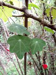 Tropaeolum pubescens