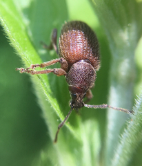 Otiorhynchus indefinitus