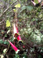 Tropaeolum pubescens