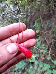 Tropaeolum pubescens