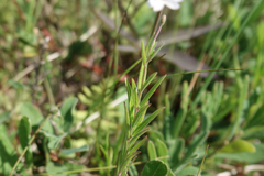 Epilobium strictum