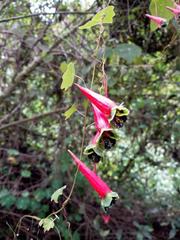 Tropaeolum pubescens