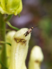 Micropterix aruncella