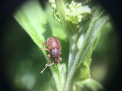 Otiorhynchus indefinitus