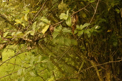 Barnadesia spinosa
