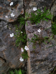 Heliosperma alpestre