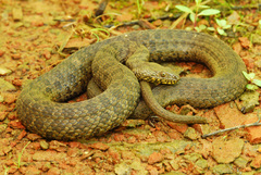 Thamnophis rufipunctatus