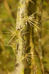 Barnadesia spinosa