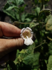 Lepechinia cardiophylla